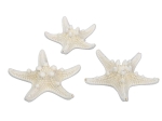 Muszla Dekoracyjna Rozgwiazda 5 - 7cm kpl. 24szt
