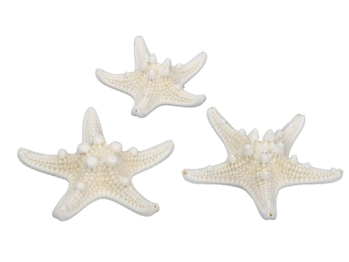 Muszla Dekoracyjna Rozgwiazda 5 - 7cm kpl. 24szt