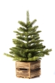 Choinka w Skrzyni Dakota 65cm