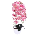 Storczyk w Doniczce 3 Pędy 61cm Keramzyt - 3 kolory