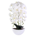 Storczyk w Doniczce 3 Pędy 61cm Keramzyt - 3 kolory