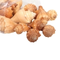 Muszle Morskie Dekoracyjne 6-10cm 1kg