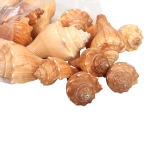 Muszle Morskie Dekoracyjne 6-10cm 1kg