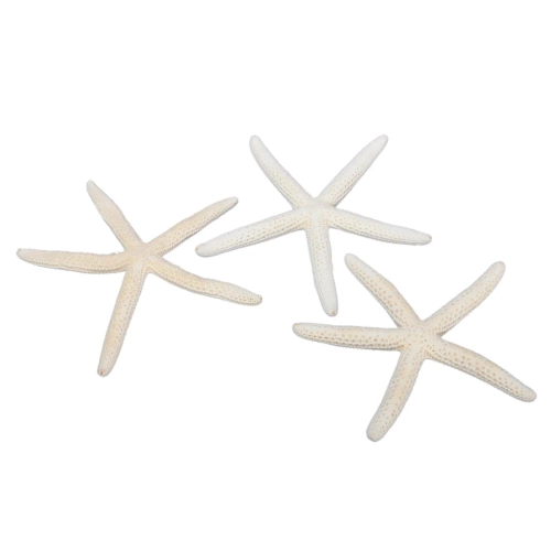 Rozgwiazda Naturalna 10-15cm kpl. 12szt