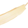 Susz Liście Buri Naturalne 140cm kpl. 6szt
