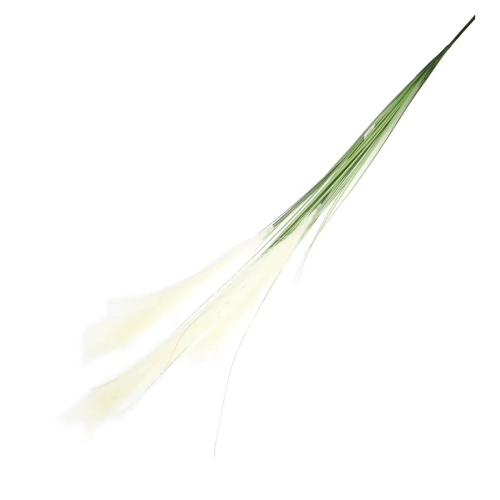 Trawa Ozdobna Pampas Wiązka 150cm
