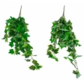 Sztuczny Bluszcz Gałązka Wisząca 75cm - 2 kolory