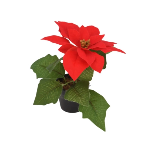 Gwiazda Betlejemska w Doniczce 25cm - Czerwony