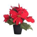 Gwiazda Betlejemska w Doniczce 5 Kwiatów 25cm - Czerwony