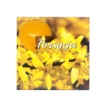 Świeczki Podgrzewacze Maxi kpl. 4szt  - Forsycja