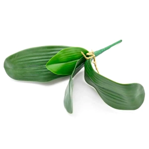 Liście Storczyka 34cm - Zielony