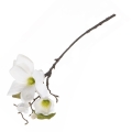 Magnolia Sztuczna Gałązka 43cm - Biały