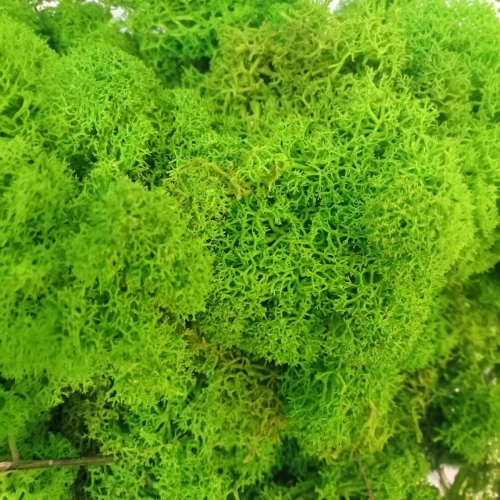 Chrobotek Mech Ekologiczny 100g – Jasny Zielony