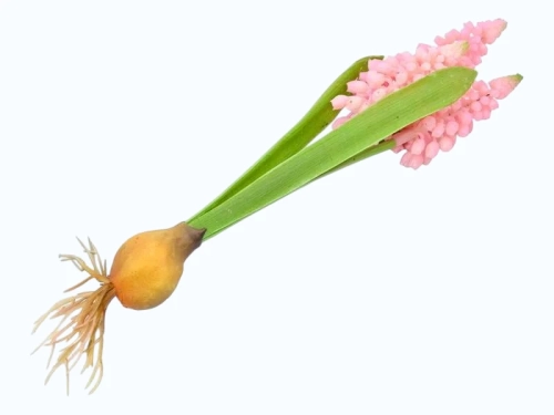 Sztuczne Szafirki Różowe z Cebulką 20cm