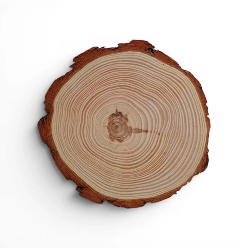 Krążek Drewniany Suszony 13cm - Naturalny