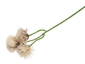 Sztuczny Kwiat Aster Beżowy 36cm kpl. 6szt